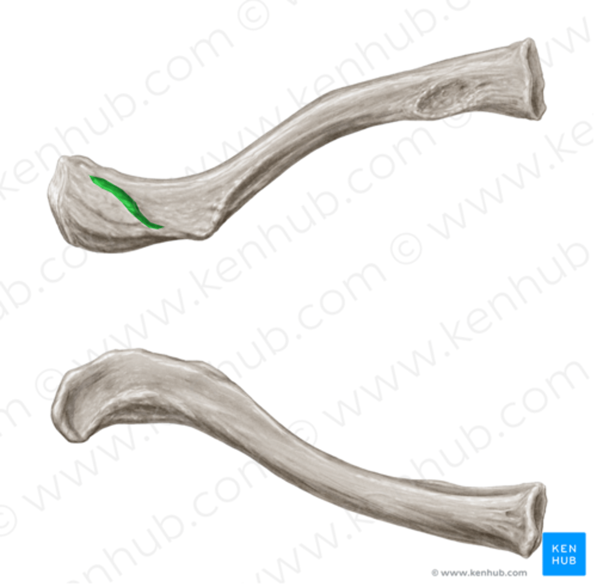 <p>leads laterally from the conoid tubercle, attachment site for the trapezoid ligament</p>