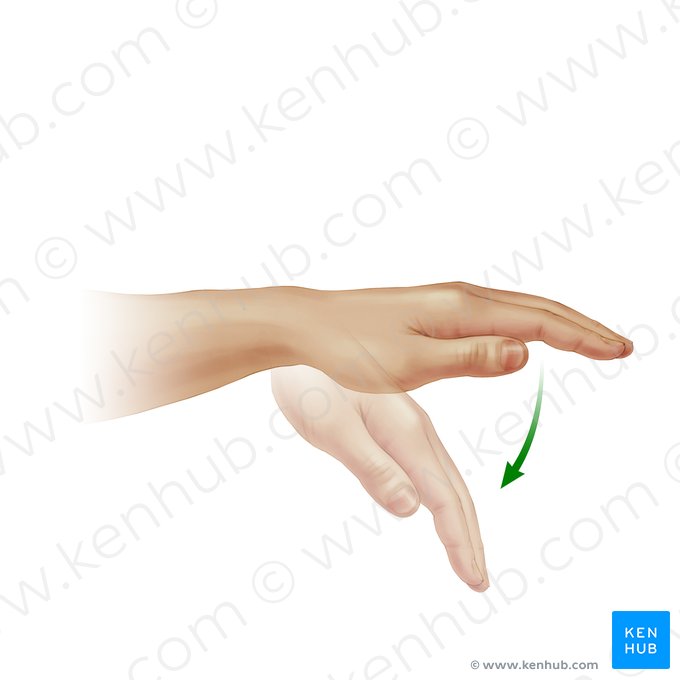 <p>Flexion</p>