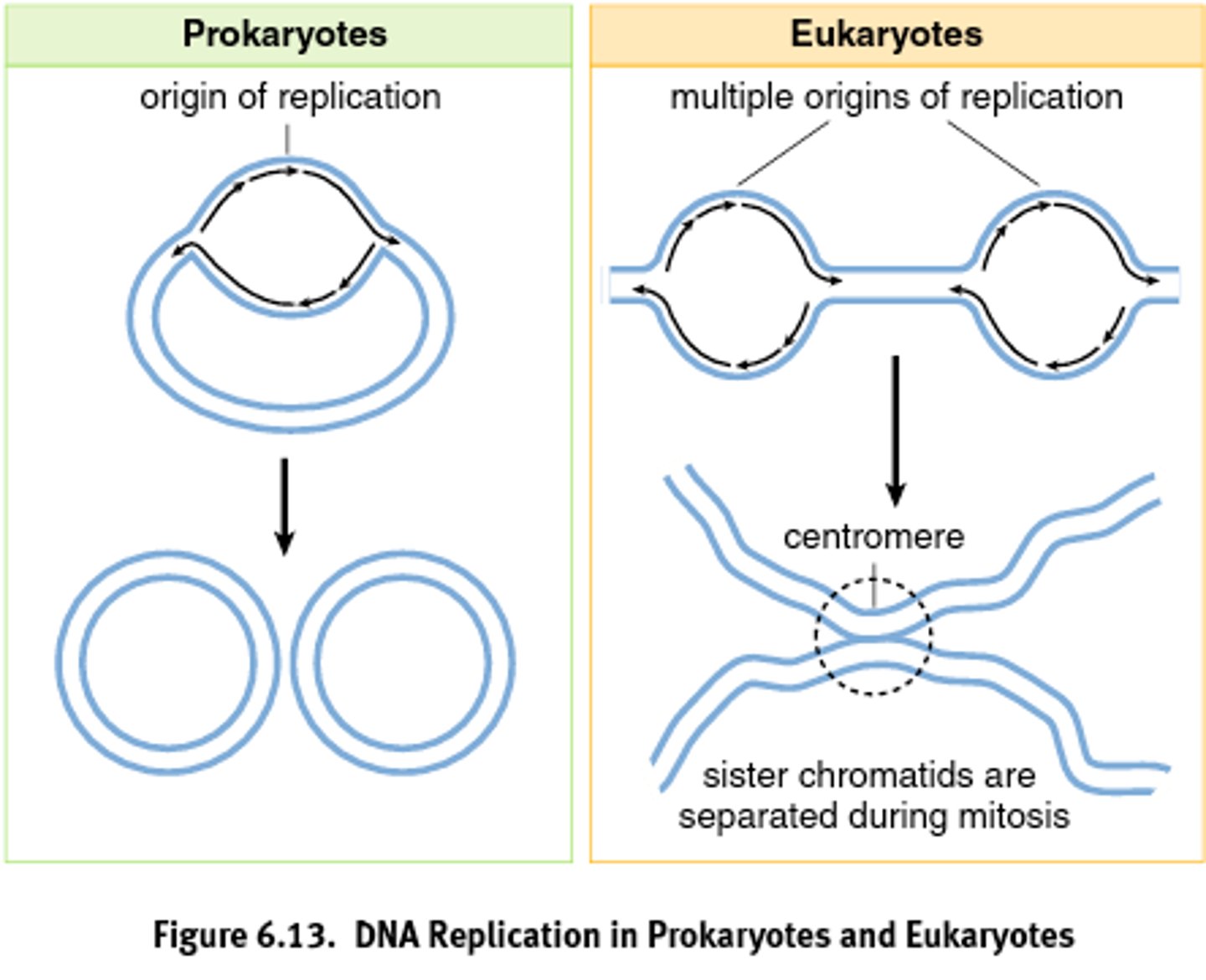 <p>Prokaryotic: Single origin</p><p>Eukaryotic: Multiple origin</p>