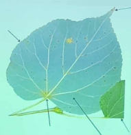 term image