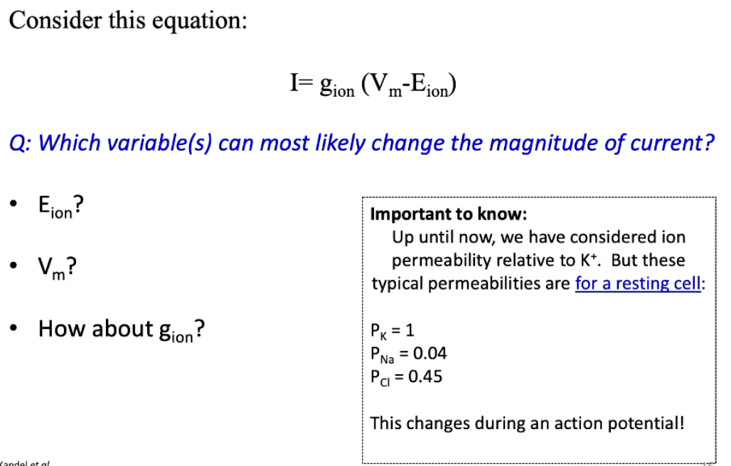 <ul><li><p>Ionic current (I) depends on:</p><ul><li><p><strong>gion</strong> (conductance/permeability)</p></li><li><p><strong>Vm - Eion</strong> (driving force)</p></li></ul></li><li><p><strong>gion</strong> changes the most during AP</p></li><li><p>Vm changes moderately</p></li><li><p>Eion changes the least</p></li><li><p>At rest:</p><ul><li><p>PK = 1 (high)</p></li><li><p>PNa = 0.04 (low)</p></li><li><p>PCl = 0.45</p></li></ul></li><li><p>During AP → <strong>PNa increases greatly</strong>, changing current flow</p></li></ul><p></p>
