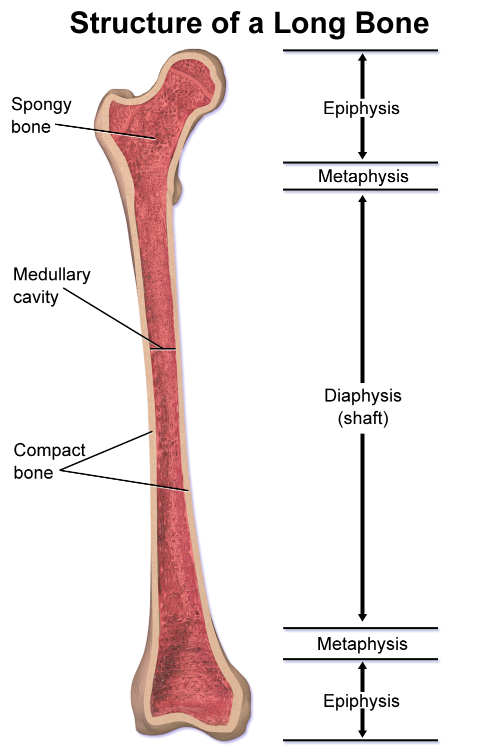 <p>The diaphysis is the <strong>longest part of a long bone. </strong></p><ul><li><p>aka. shaft (main section) </p></li></ul><p></p>