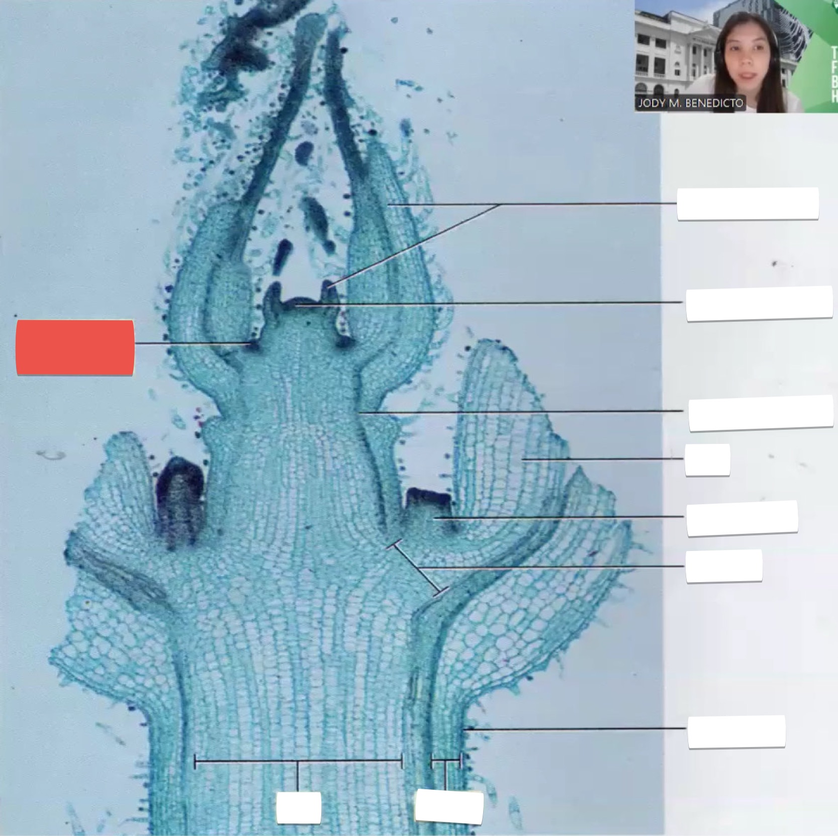 <p>identify the part in red</p>