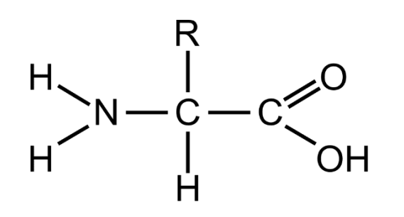 <p>a protein is the linear sequence of amino acids in the polypeptide chains, held together by peptide bonds.</p>