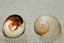 <p>Lobed Moon Snail</p>