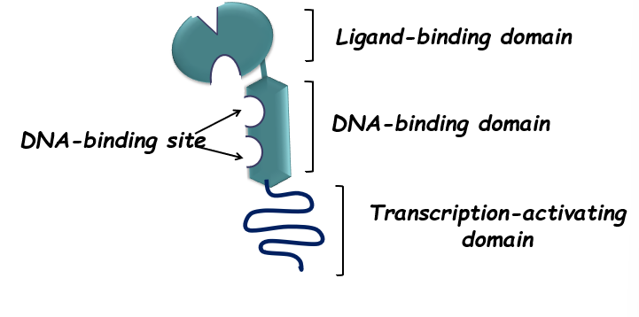 <p>ligand binding domain<br>DNA binding domain<br>Transcription activating domain</p>