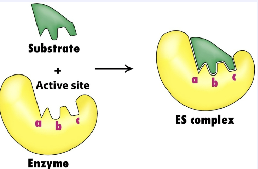 <p>The lock and key hypothesis states that an enzyme’s active site has a specific, rigid shape that fits the substrate exactly, like a key fitting into a lock. This precise fit explains the enzyme’s specificity, since only the correct substrate can bind and undergo the reaction. This is partly correct but not fully.</p>