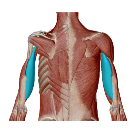 <p>Musculus Triceps Brachii <strong>caput longum&nbsp;</strong></p>