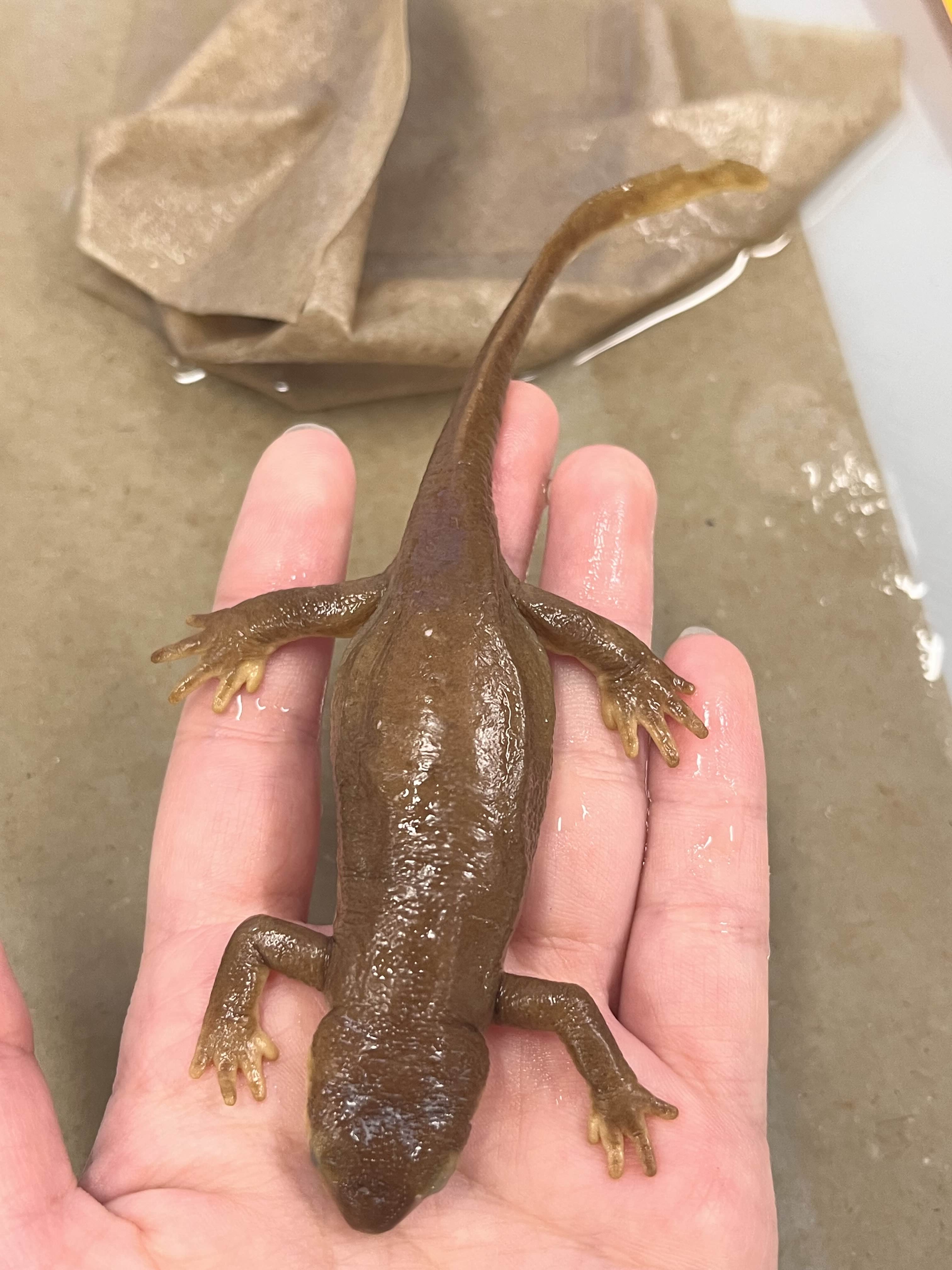 <p>Family and Genus + Species?</p><ul><li><p>Lighter color eyelids</p></li><li><p>Green eyes</p></li><li><p>Budgey eyes</p></li><li><p><strong>Dorsal color doesn’t touch eyelid</strong></p></li><li><p>Coastal Bay/SoCal</p></li></ul><p></p>