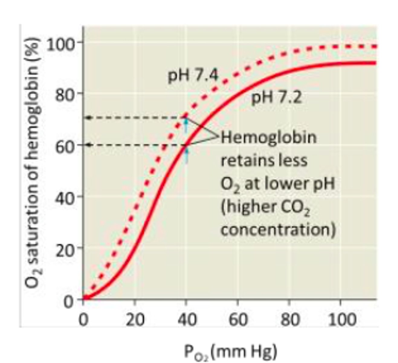 <p>Less saturated Hb at higher pO2 bc more CO2 = more acidic = higher metabolic activity so needs more O2 for respiration</p><p>-therefore O2 leaves Hb faster, allowing for more O2 for respiration</p>