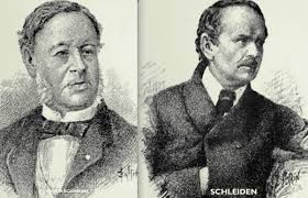 <ul><li><p>1839</p></li><li><p>Shleiden said “all plants are made of cells”</p></li><li><p>Shwann said “all animals are made of cells”</p></li><li><p>Came together, developed the basis of the first 2 parts of cell theory</p></li></ul><p></p>