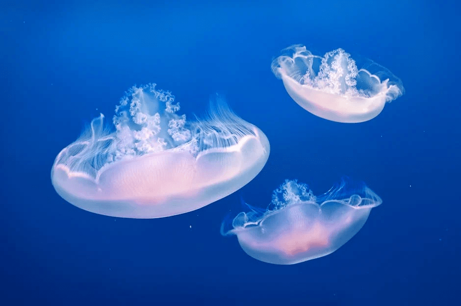 <p>like a sea star w/ a bowl on top - upside down jellyfish - has photosynthesizers on it</p>