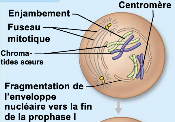 <p><span style="color: blue">Prophase I</span></p>