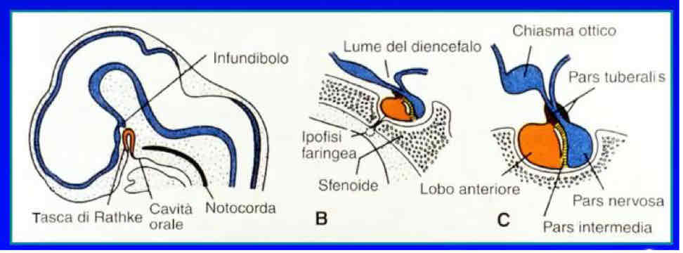 <p>Estroflessione dello stomodeo che raggiunge il diencefalo del tubo neurale inducendo la proliferazione che porta alla formazione dell’infundibolo e della neuro ipofisi.</p><p> Poi il suo ectoderma di rivestimento perde contatto con lo stomodeo e forma la vescicola ipofisaria che con induzione reciproca di infundibolo e neuro ipofisi divine adenoipofisi. Il suo ectomesenchima evolverà in tessuto connettivo e poi osseo formando il corpo dello sfenoide.</p>