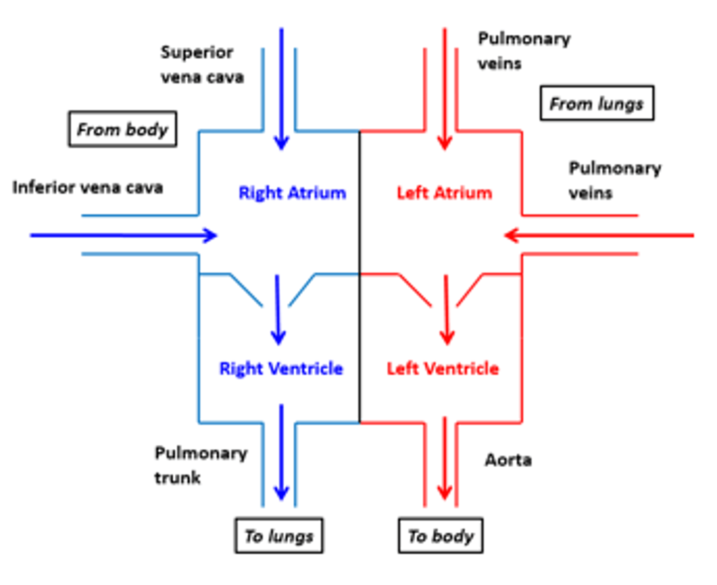 <p>Right atrium and left atrium</p>