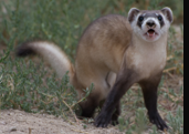 <p>obligate carnivore (prairied dog); dark legs and black feet; black mask</p>