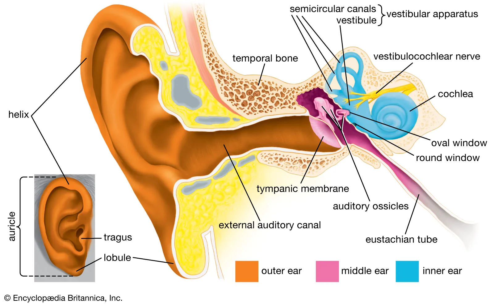 <p>The ossicles (malleus, incus, stapes) transmit vibrations from the tympanic membrane to the oval window of the cochlea.</p>