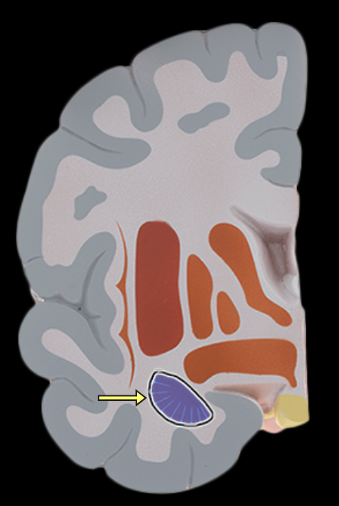 <p>Amygdala</p>