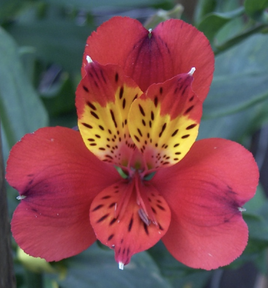 <p>Name This Flower</p>