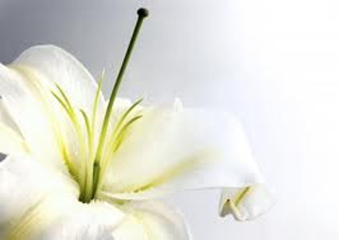 <p>The female reproductive part of a flower</p>
