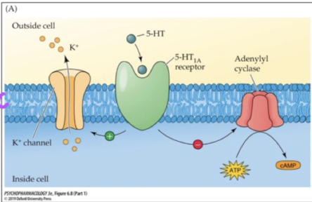 <p>adenylyl cyclase is inhibited, decreases cAMP (PKA); these receptors can be autoreceptors or postsynaptic receptors  </p>
