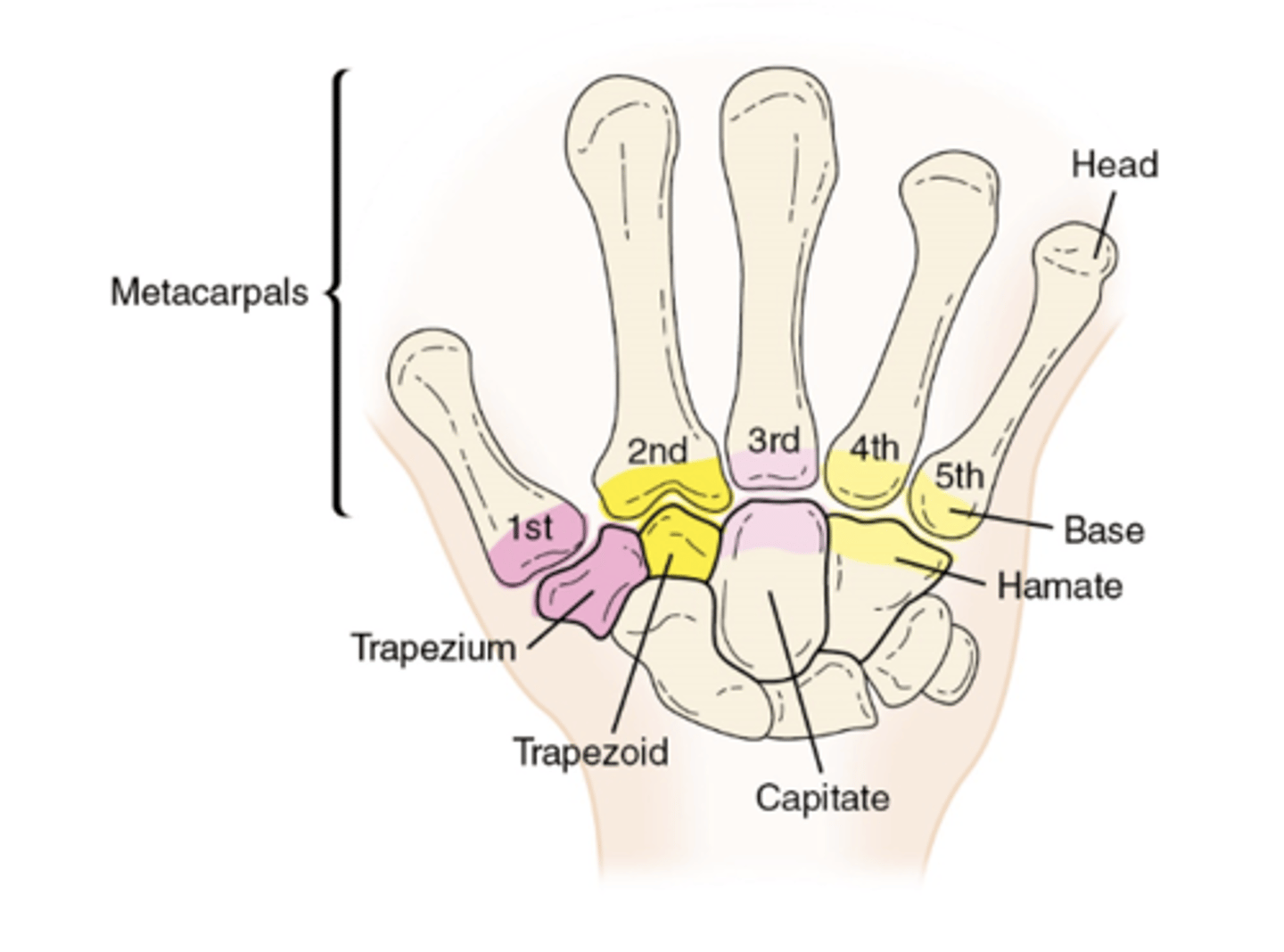 <p>permit minimal motion</p>