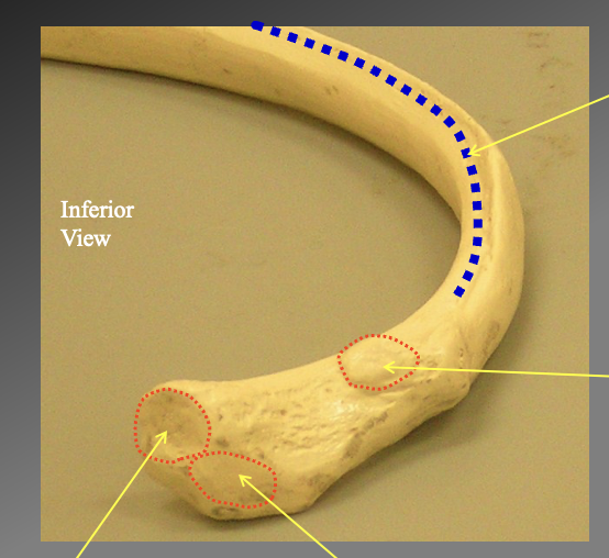 <p>What are the distinct parts of the head of the ribs<br></p><p></p>