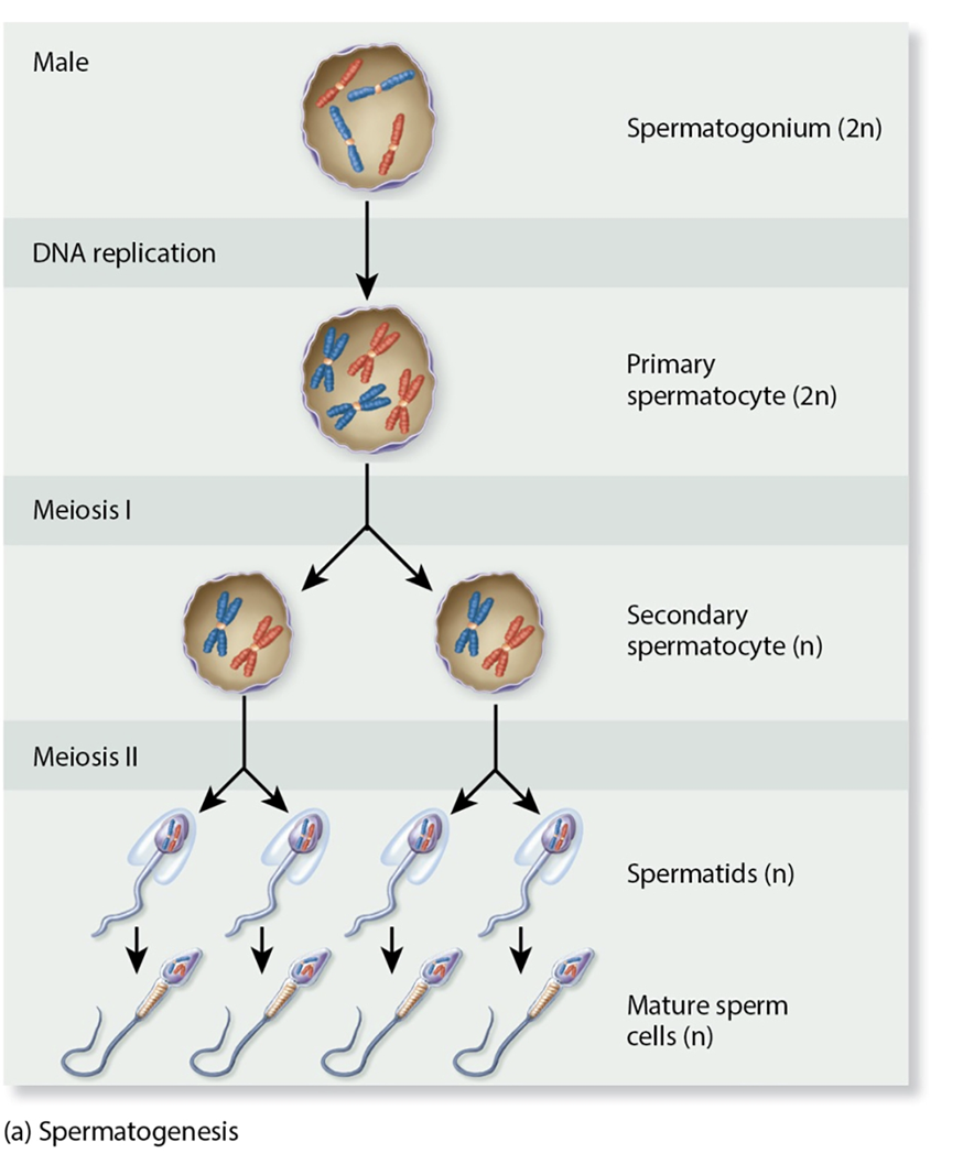 <p>the production of gametes</p>