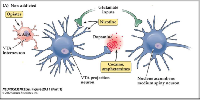 <p><span style="color: #ffffff">• binds to ACh receptors on VTA neurons causing depolarization</span><span style="color: #ffffff"><br></span><span style="color: #ffffff">• increases glutamate release onto VTA neurons</span><span style="color: #ffffff"><br></span><span style="color: #ffffff">• Both effects increase DA release from VTA neurons projecting to the NAc</span></p>