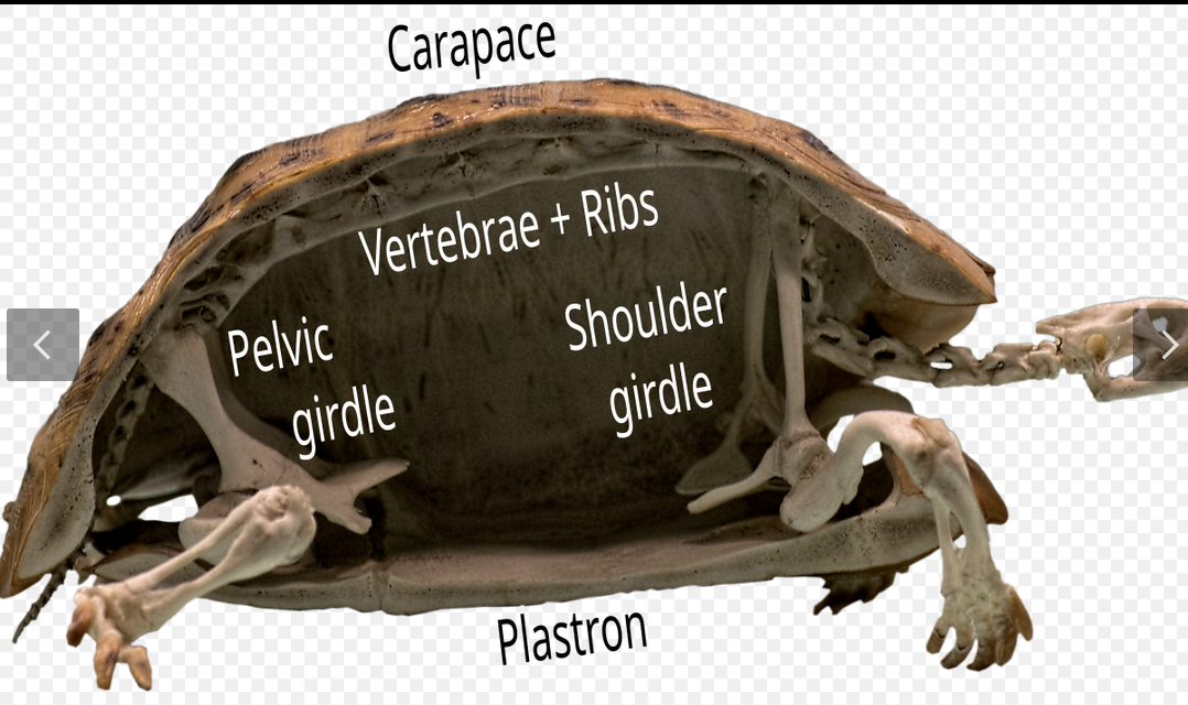 <p>Carapace</p>