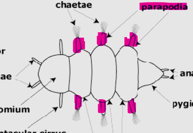 <p>Parapodia are paired, fleshy protrusions found on the bodies of certain annelids.</p><p>They bear chaetae and function in locomotion, respiration, and sometimes feeding</p>