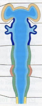 <p>red secondary brain vesicle</p>