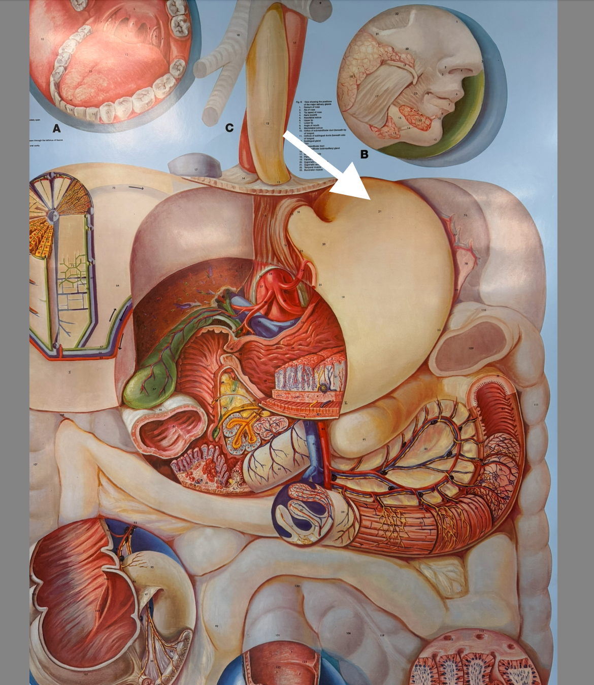 knowt flashcard image