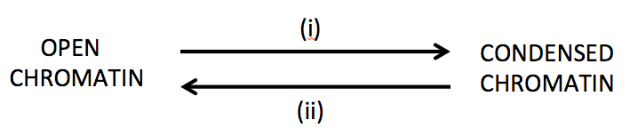 <p>With respect to the interconversion between open and condensed chromatin shown, going from open to condensed (closed) (i) would depend on the consequence of which&nbsp;<span><span>type of chromatin modification?</span></span></p>