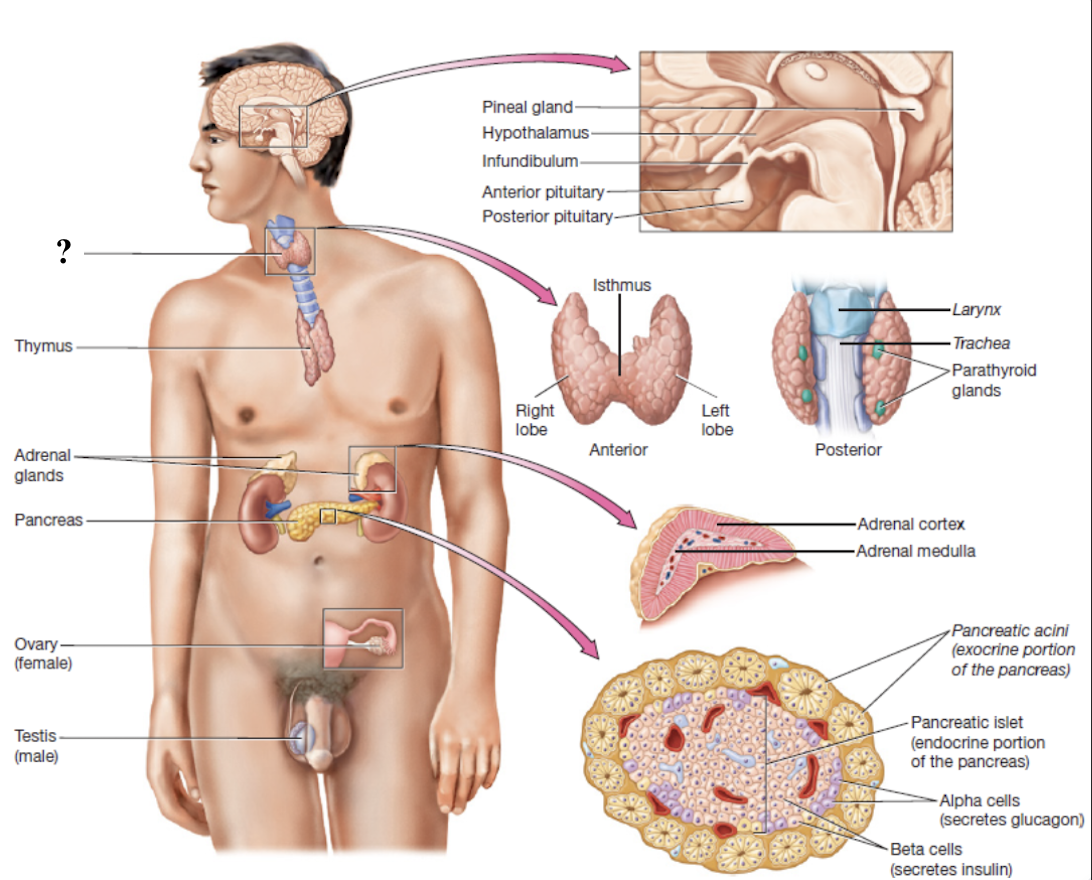 <p>butterfly-shaped and wraps around the trachea with two lobes connected by an isthmus</p><ul><li><p>largest endocrine gland</p></li></ul><p></p>