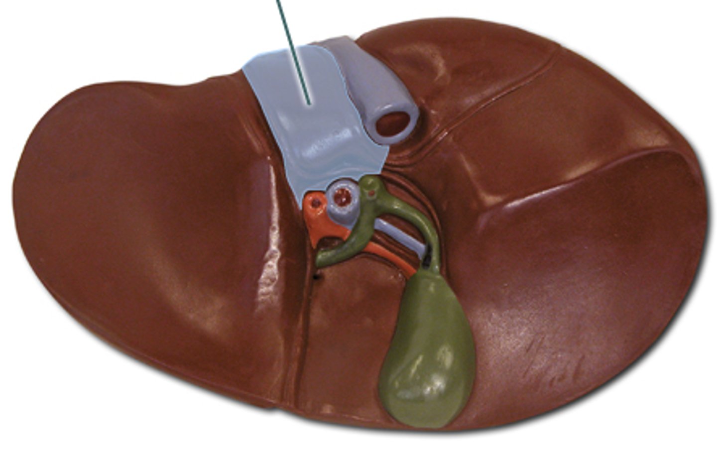 <p>A lobe of the liver located posteriorly.</p>