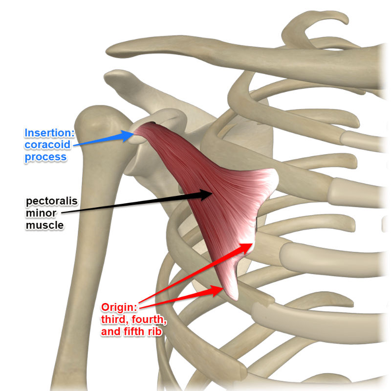 <p><strong>Origin</strong></p><p><strong>Ribs 3–5</strong> (near costal cartilages)</p><p><strong>Insertion</strong></p><p><strong>Coracoid process</strong> of the scapula</p>