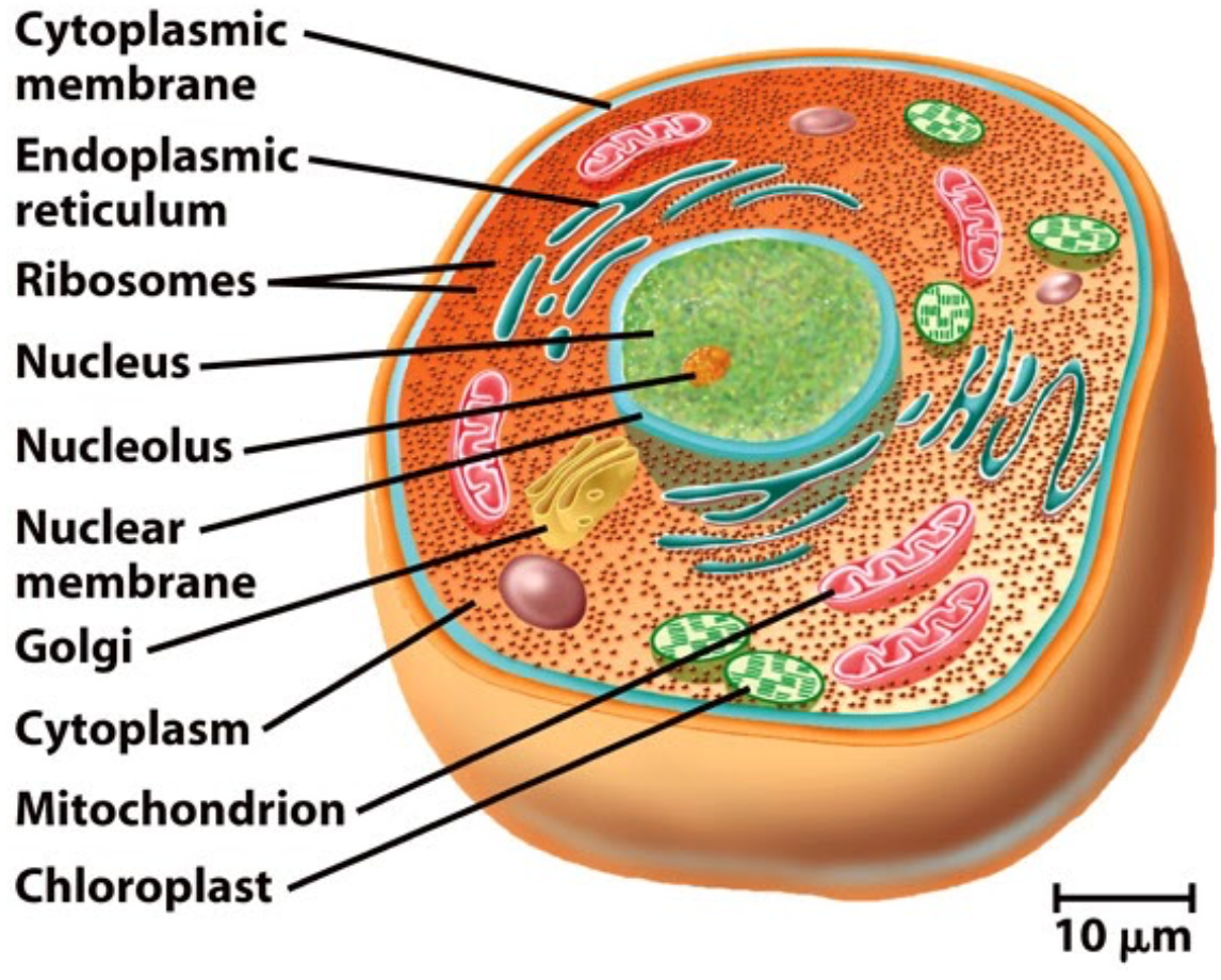 <p>Eukaryotic cells</p>