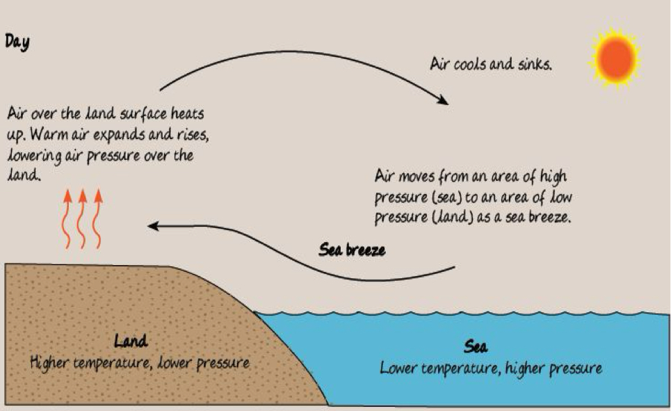 <p>A sea breeze is wind that blows from the sea to the land. During the day, the land heats up faster than the sea. The warm air over the land rises. As a result, the air pressure over the land is lower than the sea. The area over the sea is a high pressure area. Therefore, wind blows from the sea to the land during the day to form a sea breeze because air moves from a n area of high pressure to an area of low pressure.</p>