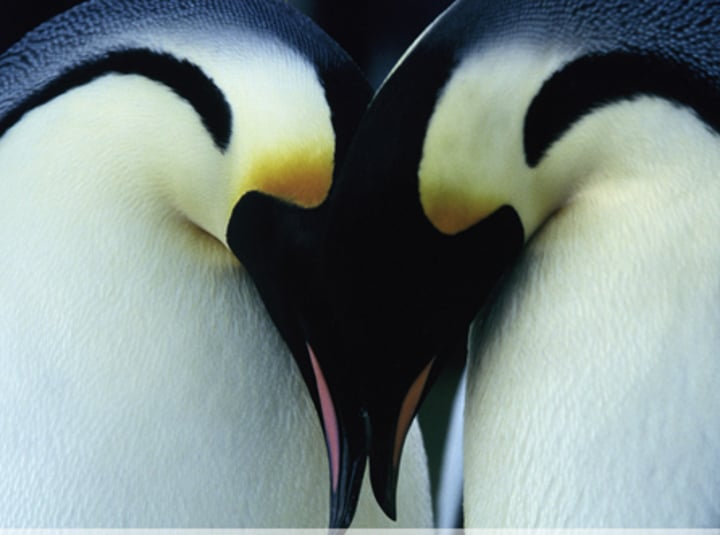 <p>relationship where one male mates with one female</p>