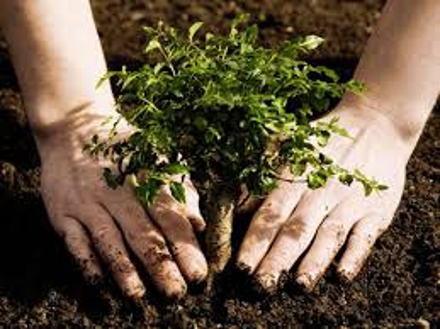 <p>Planting more trees, and constantly planting them. Managing woodland and carefully pruning/thinning to encourage growth. Introduction of fast-growing species. Fuel efficient stoves, which cause less smoke.</p>