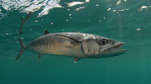 <p>Body plan designed for burst speed; common in ambush fishes</p>