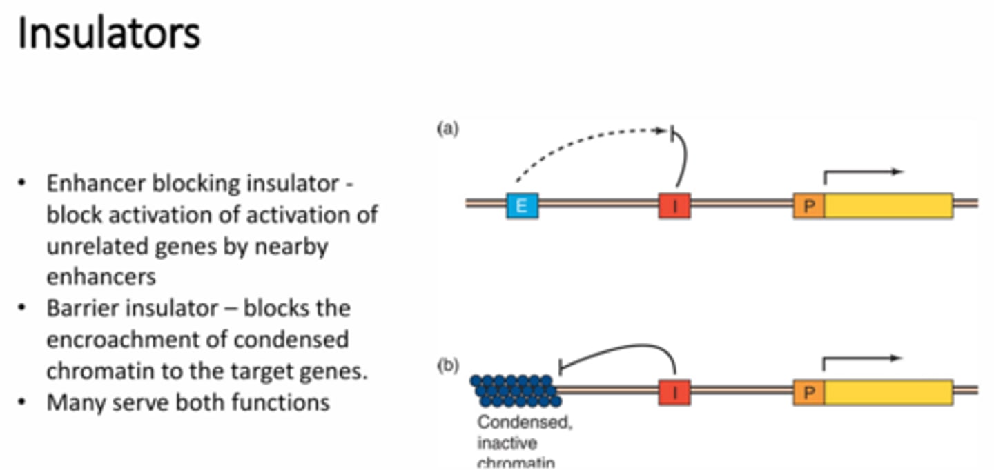 <p>1 - enhancer blocking insulator - a protein binds to the insulator region that will block the enhancer from interaction with the nearby promoter region.</p><p>2 - barrier insulator - blocking inactive chromatin encroachment into the gene so that the gene can still be transcribed rather than tightly bound up into condensed chromatin</p>