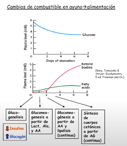 <p>Se mantiene por el Glucagón </p><p>Cuerpos cetónicos aumentan, como combustible alternativo cuando la glucosa baja</p>