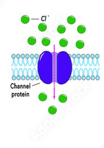 <p>Facilitated diffusion how does it happen?</p>