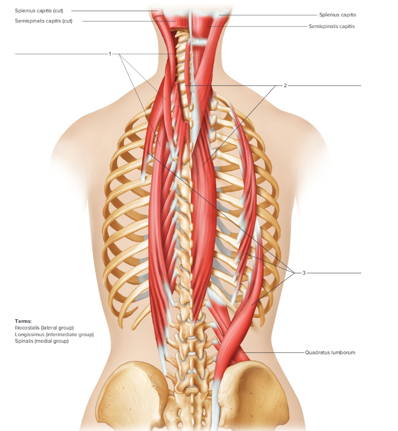 <p>Label the following: Deep back muscles</p>