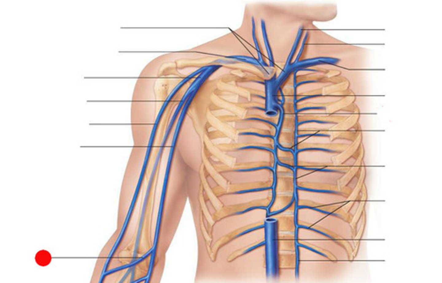 <p>vein that forms a bridge between cephalic and basilic</p>
