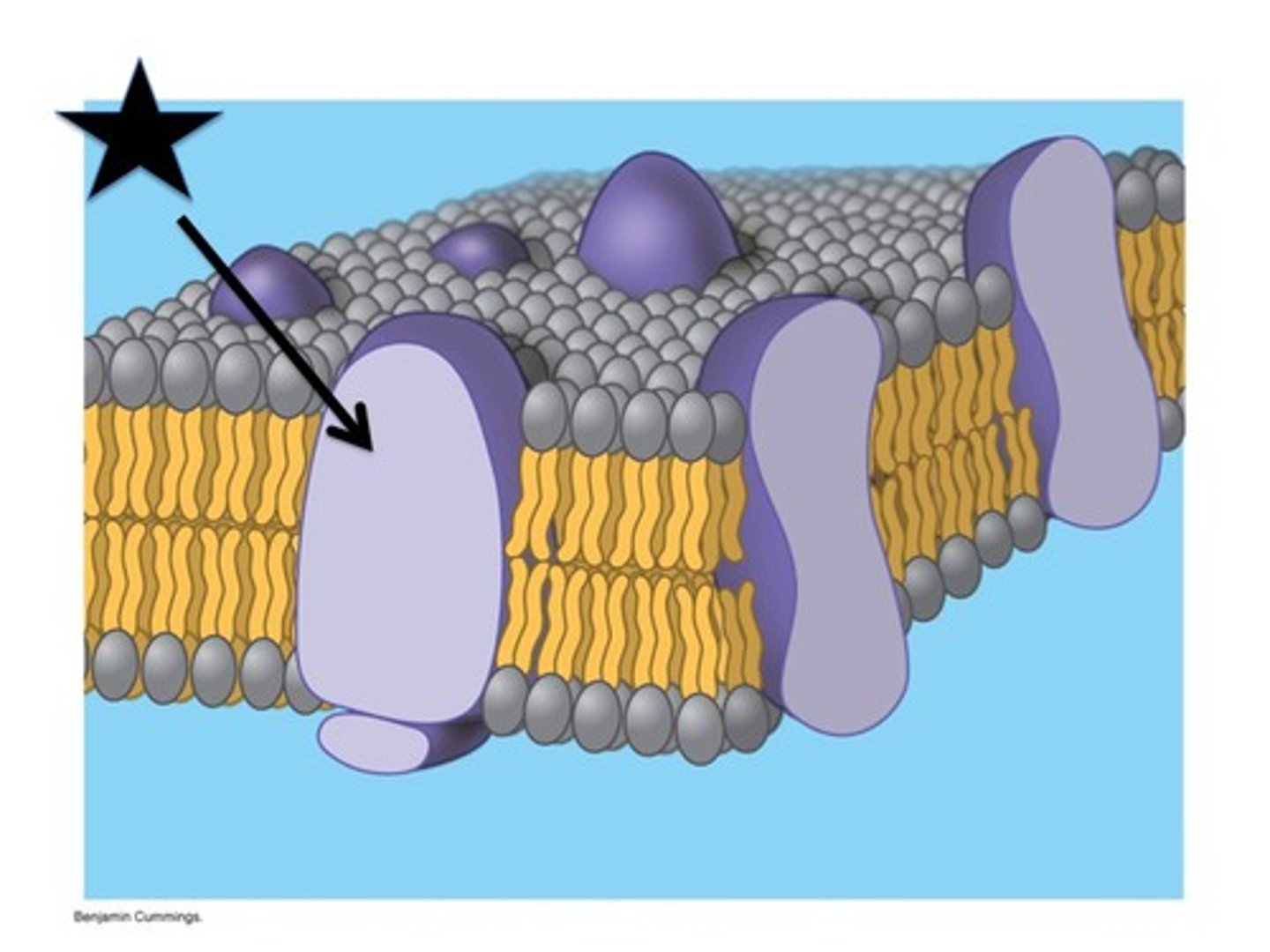 <p>These proteins are permanently embedded in the membrane and its functions include channeling or transporting molecules across the membrane</p>