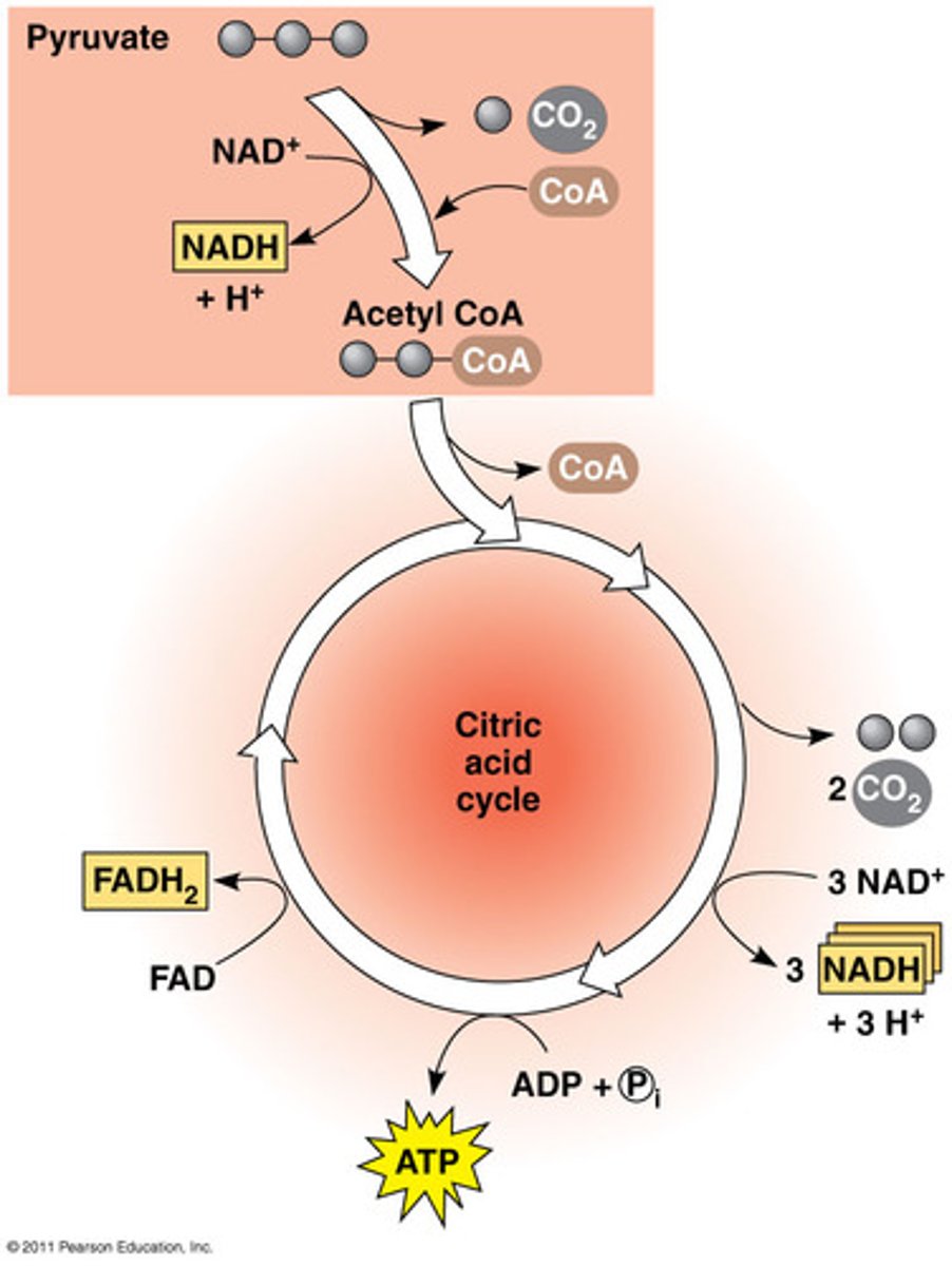 <p>A sequence of nine enzyme-catalyzed reactions that begins with acetyl-CoA, completes the oxidation of glucose to CO2, and produces ATP, NADH, and FADH2.</p><p>Step 1: Acetyl CoA reacts with Oxaloacerate (4 carbons) to create citrate (6 carbons) --- Coenzyme A is released (4 carbons) are supports</p><p>Step 3-4: acetyl group is oxidized to CO2, resulting in a 4 carbon molecule in the cycle</p><p>Step 8: malate is oxidized to regenerate oxaloacerate</p><p>Inputs (per 1 starting glucose): 2 Acetyl CoA, 6 NAD+, 2 FAD+, 2 GDP (like ADP) + Pi</p><p>Outputs (per 1 starting glucose): 2 GTP (like ATP they are interchangeable), 4 CO2, 6 NADH, 2 FADH2</p>