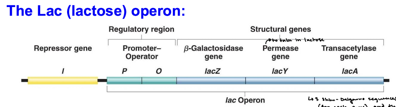 <p>A cluster of functionally related genes under coordinated control by a single on-off “switch”</p>